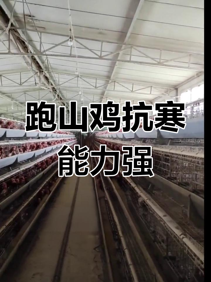 冬季散养土鸡不怕冷,抵抗力强