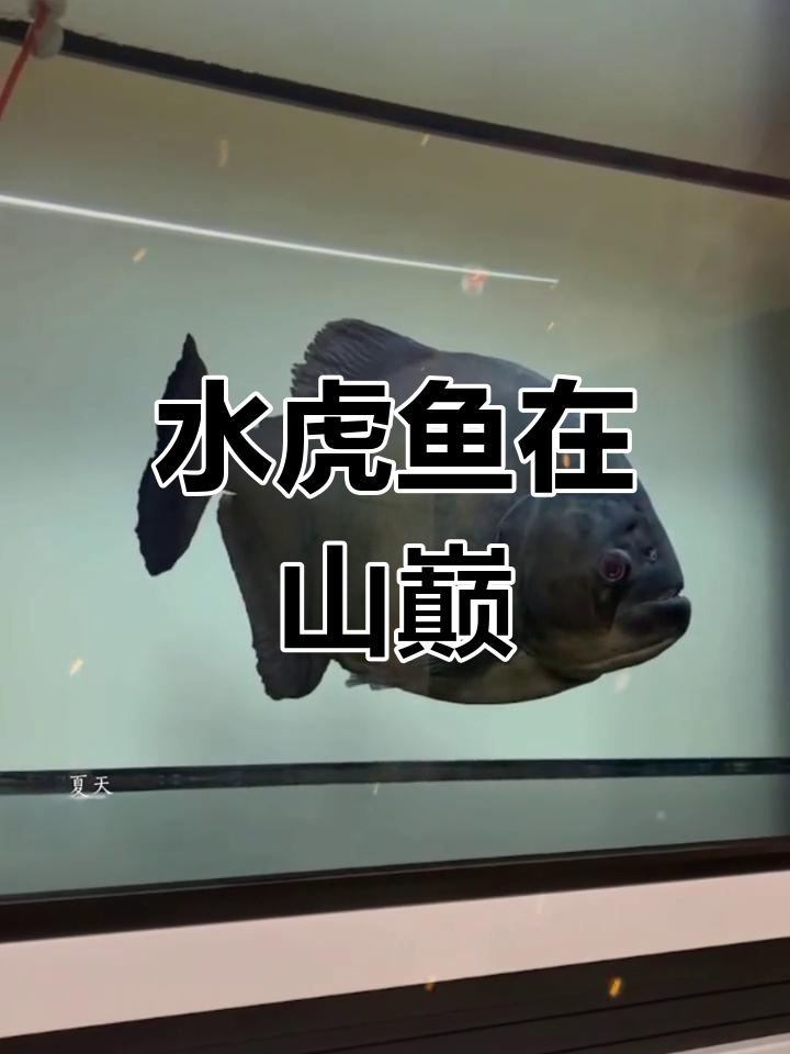 山顶上的水虎鱼群