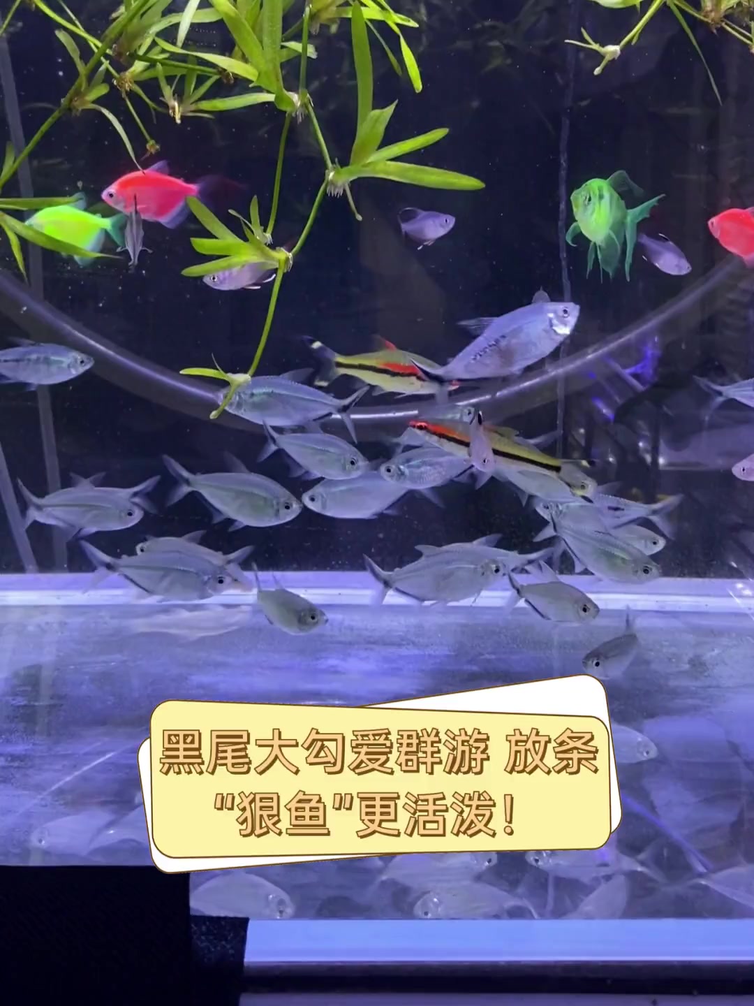 黑尾大勾爱群游,放条“狠鱼”更活泼!