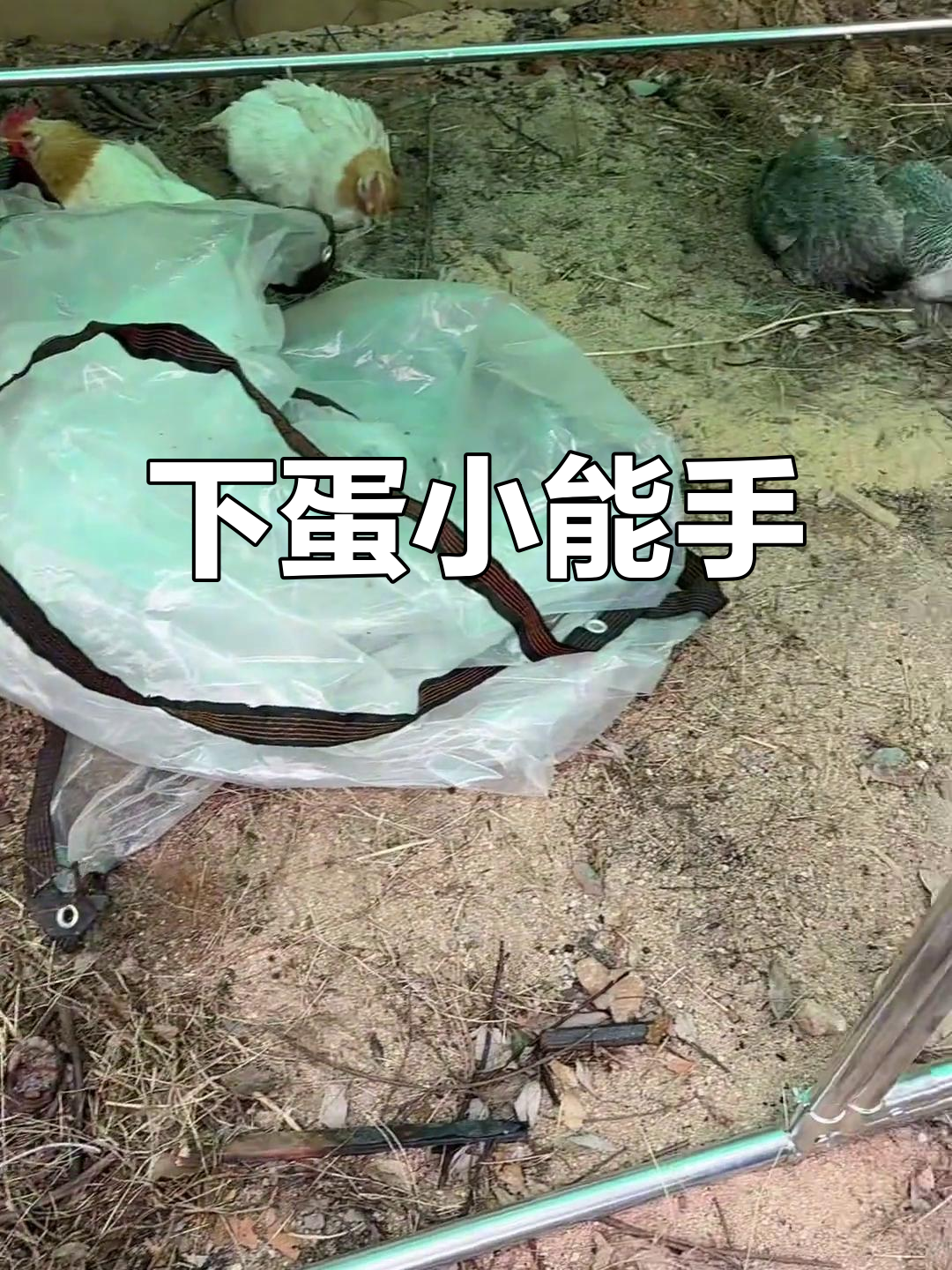 古典鸡再次下蛋,聪明地选择窝里产卵,其他小鸡悠闲享受SPA