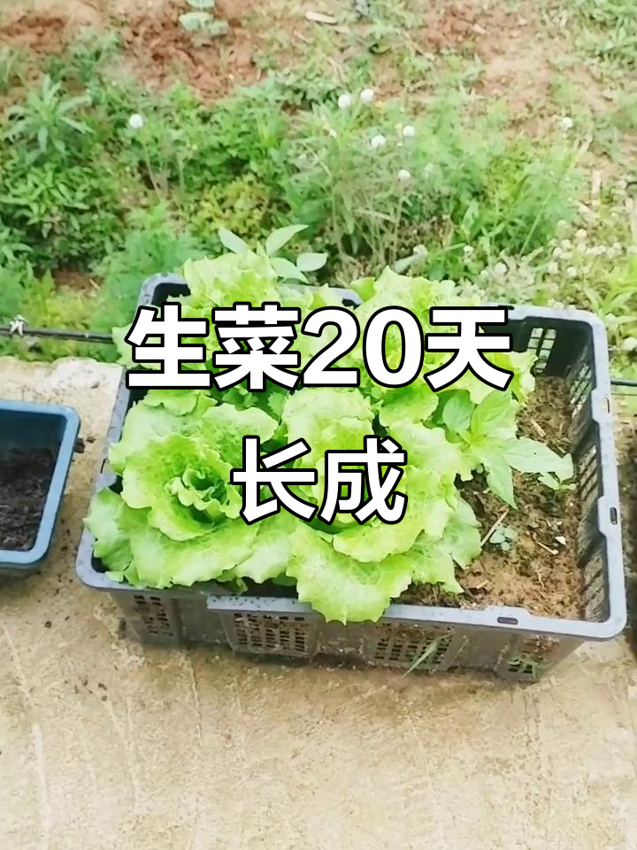 20天快速生长的生菜,看看这速度!