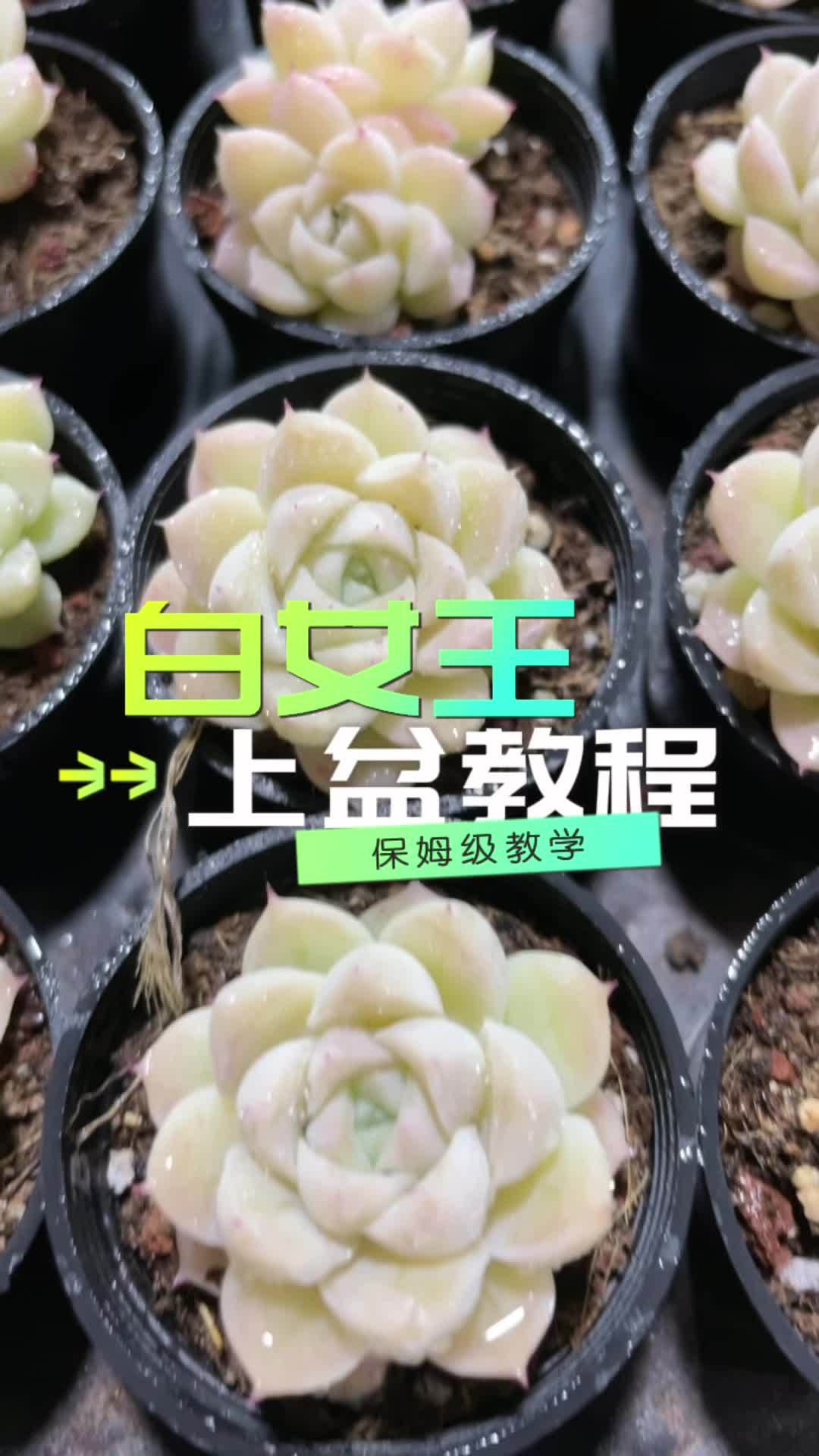 白女王收到之后,上盆教程来啦!多肉植物 多肉直播 花卉绿植 肉肉的世界