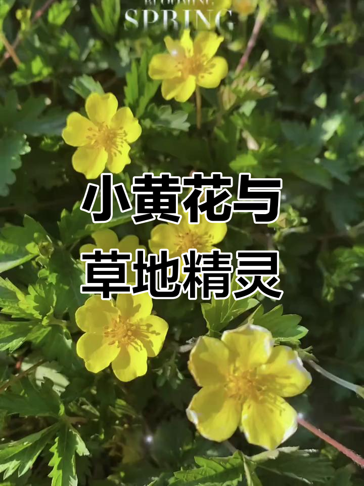 草坪上的黄色小精灵,绢毛匍匐委陵菜