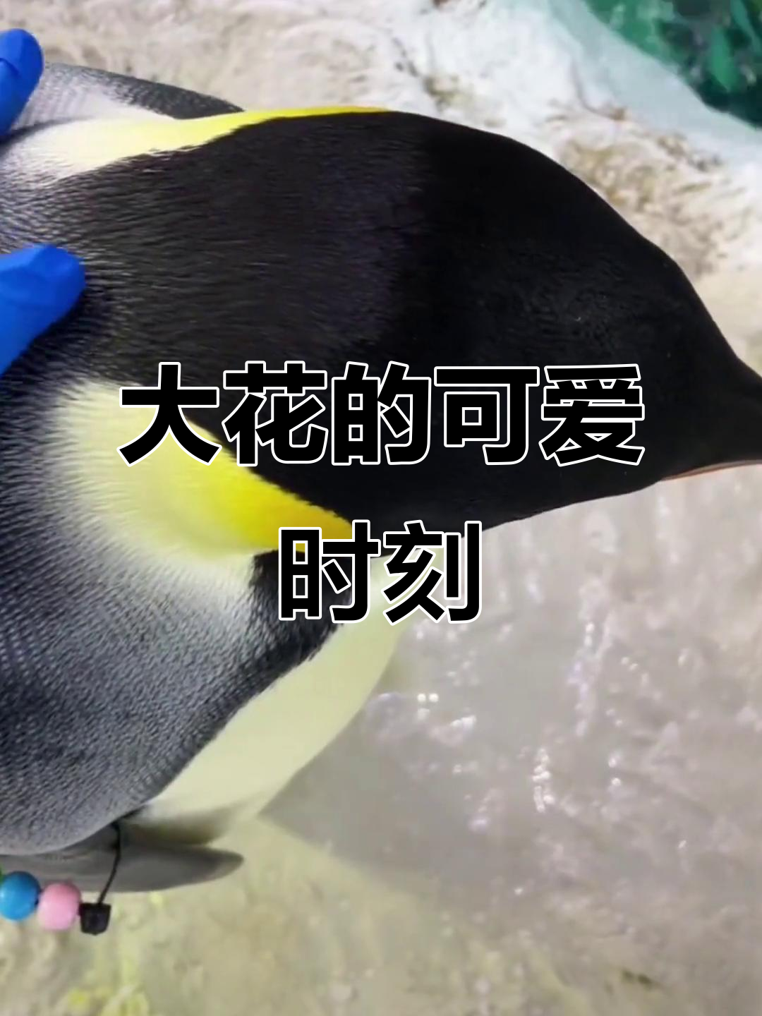 帝企鹅大花:温柔又美丽,超萌的QQ号幺七五
