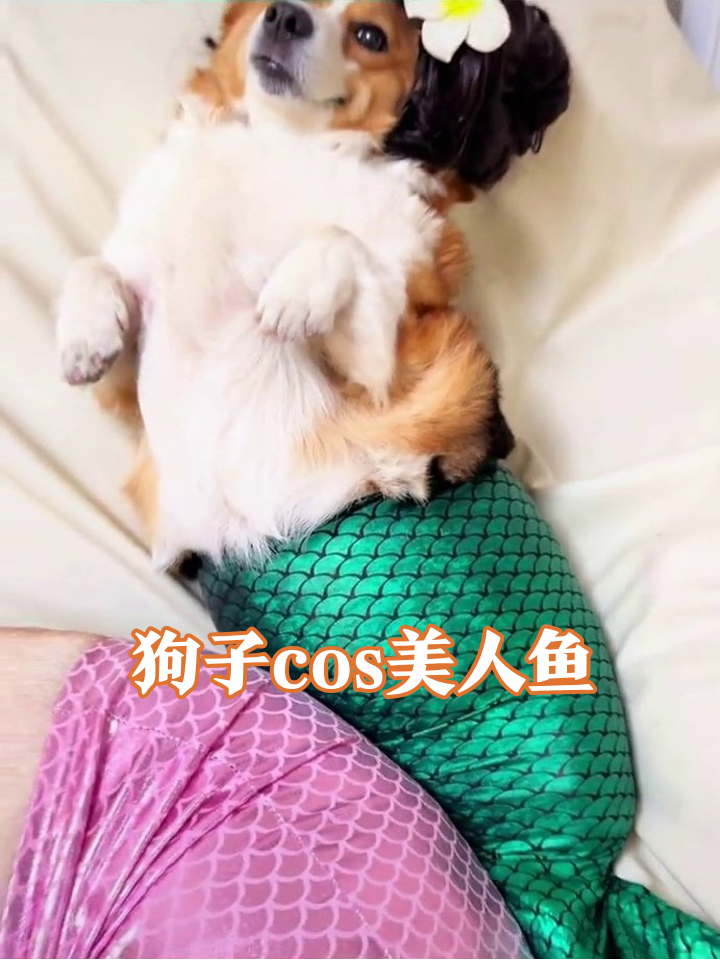 狗子们穿美人鱼装拍童话剧,柯基戴假发成翻车鱼精