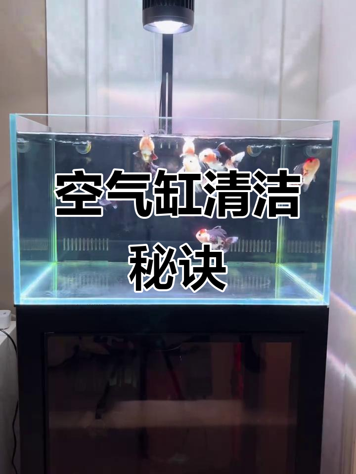 鱼缸里的丑陋颗粒,三分钟轻松清除,恢复清澈透明感