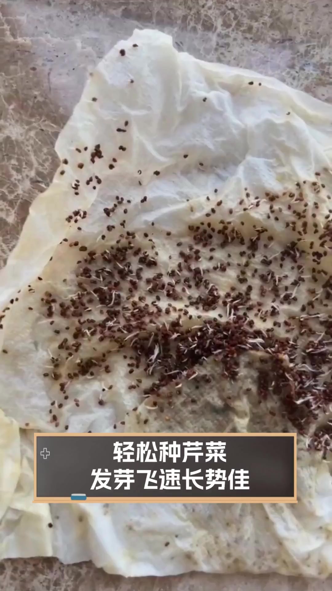 轻松种芹菜,发芽飞速长势佳