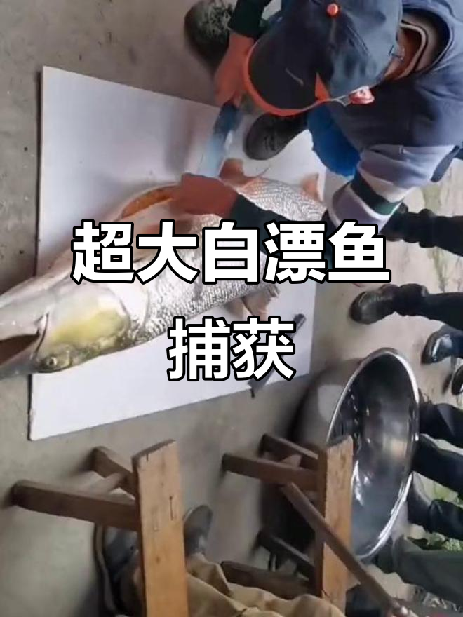 大爷钓获巨型白漂鱼，全村人都能吃一顿！