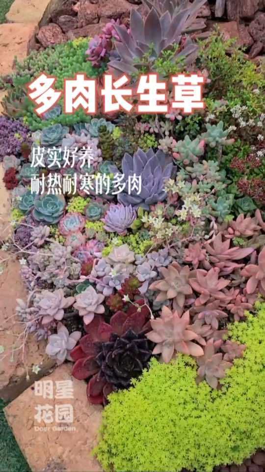 皮实好养的多肉,这一类型更加耐寒耐旱,新手也能养的很饱满哦。多肉 肉肉植物盆栽 多肉植物养