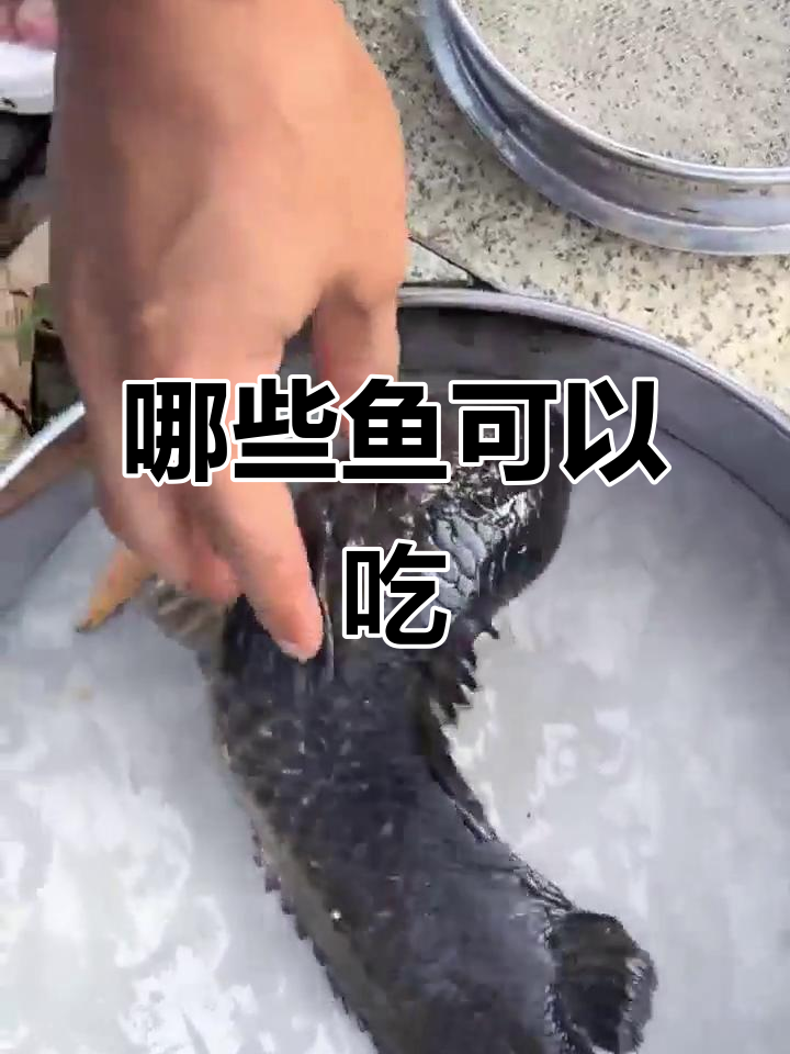 这些鱼能吃吗?从飞鱼到食人鱼的食用性分析