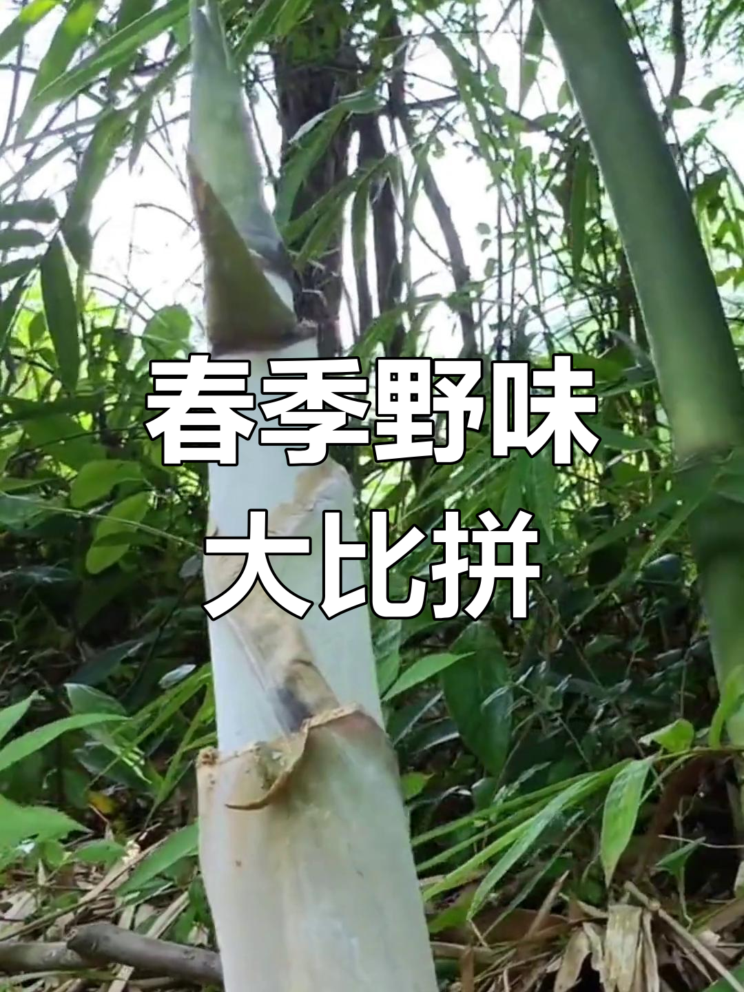 春天来临,安徽人尝尽野菜美味,你试过哪些?