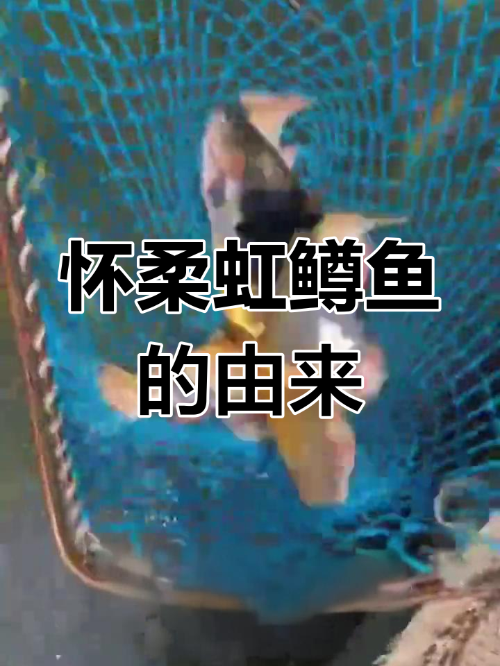 北京怀柔山泉养虹鳟鱼