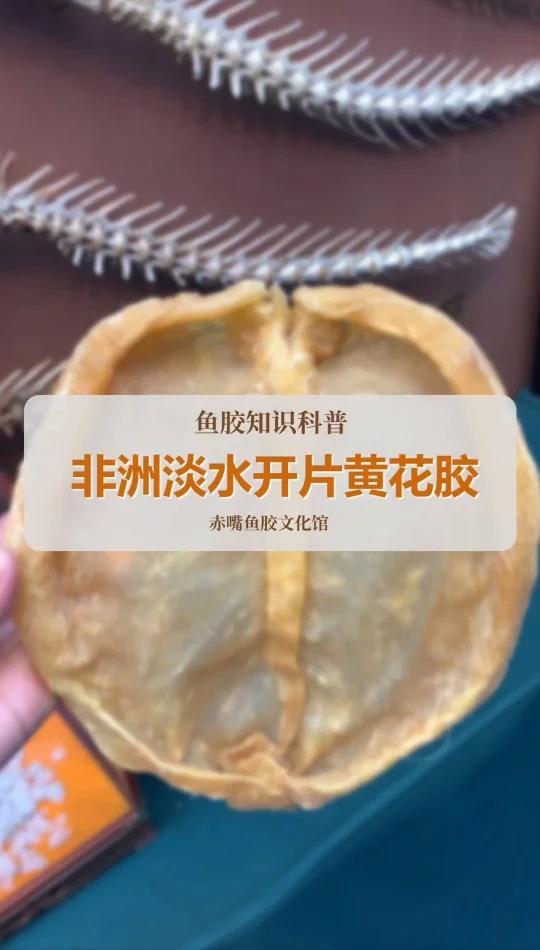 非洲开片淡水黄花胶