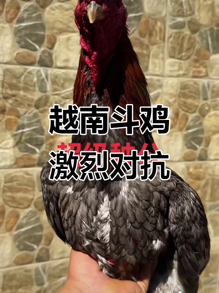 越南斗鸡大赛：退役沙场公鸡，鸭脖打背种公精彩对决
