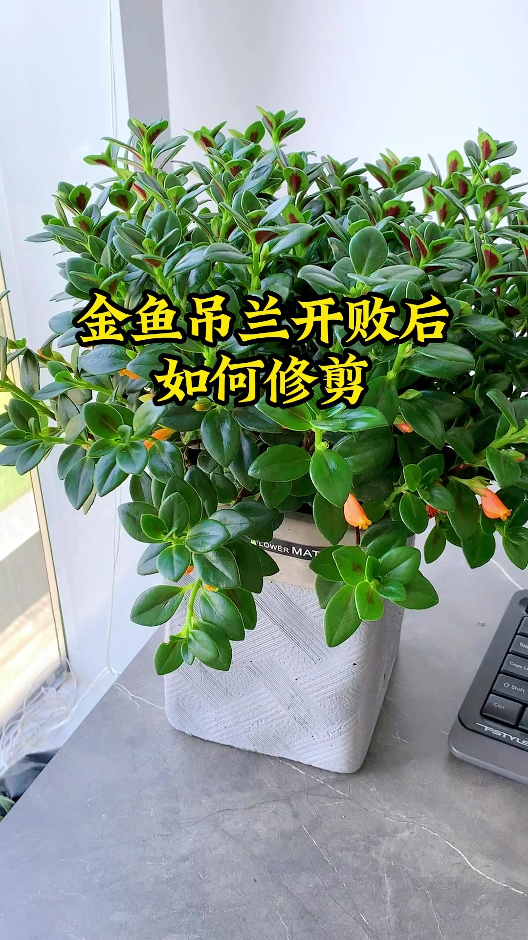 金鱼吊兰开败后如何修剪,看我这样做