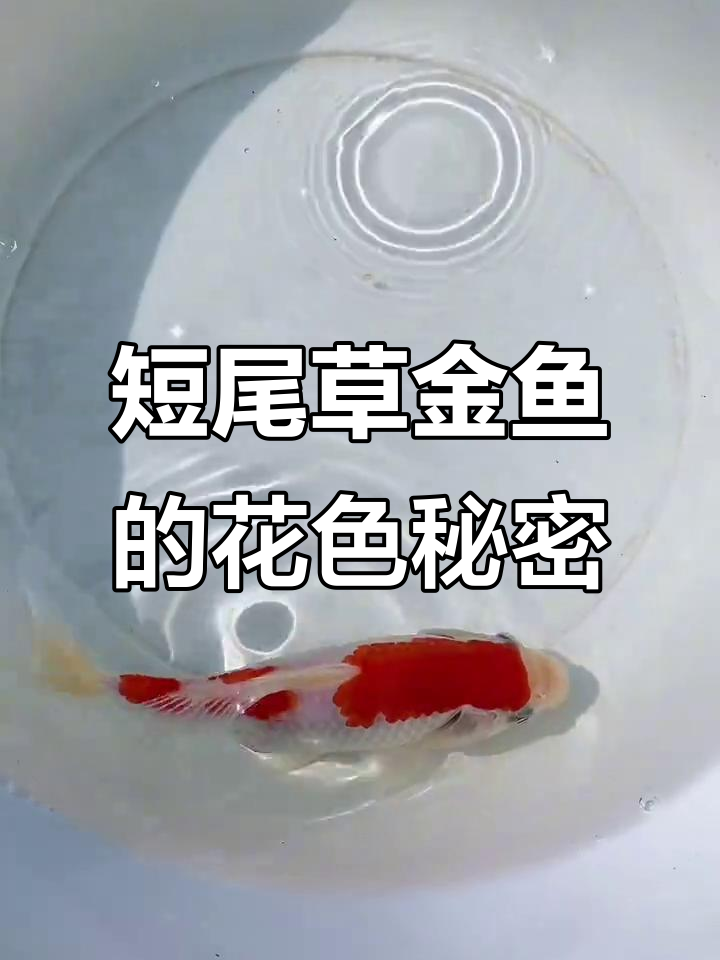 短尾草金鱼与锦鲤的奇妙互动,三段红白花色大揭秘