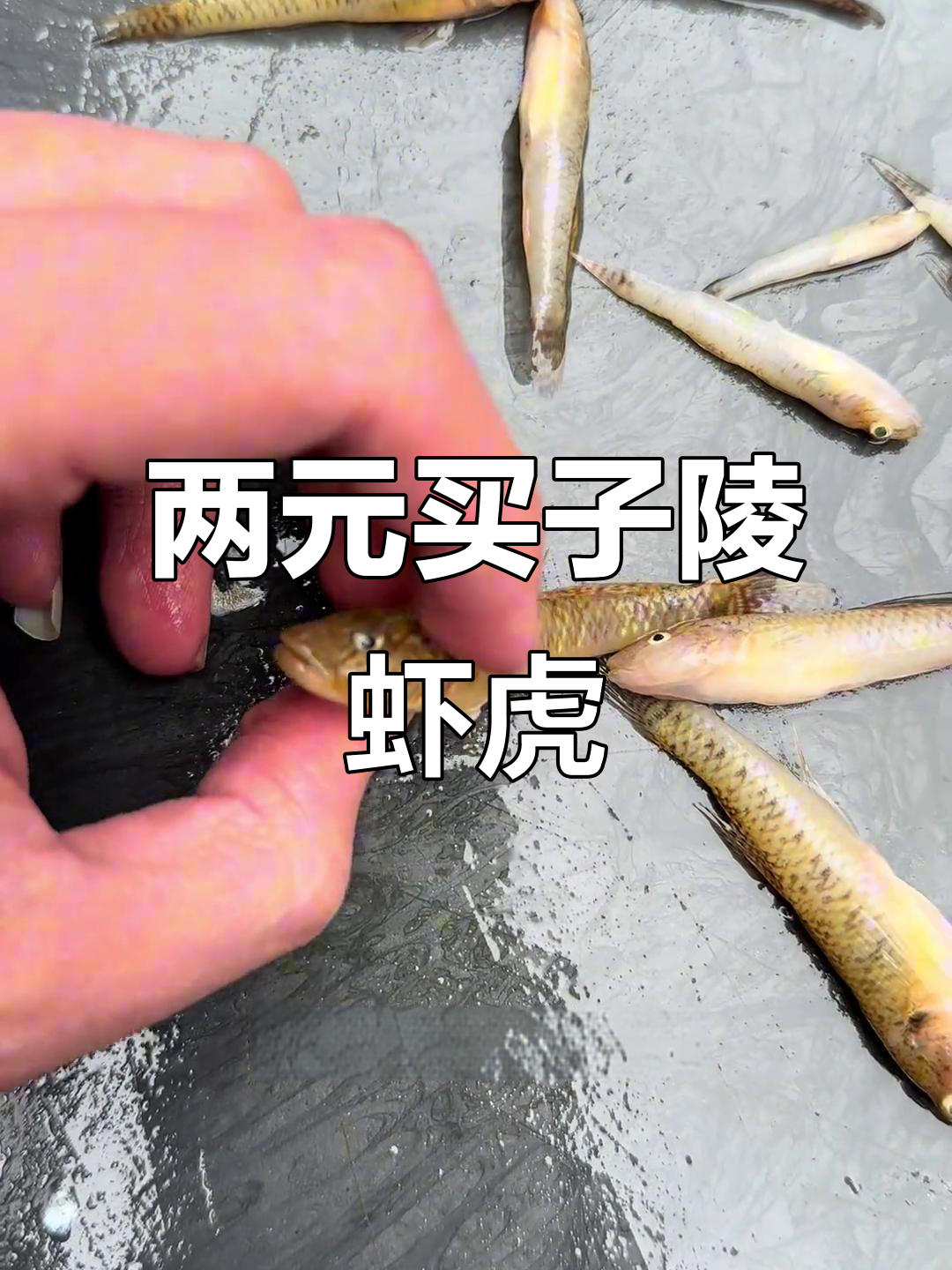 菜市场捡漏!两元买到虾虎鱼,养起来竟然这么难