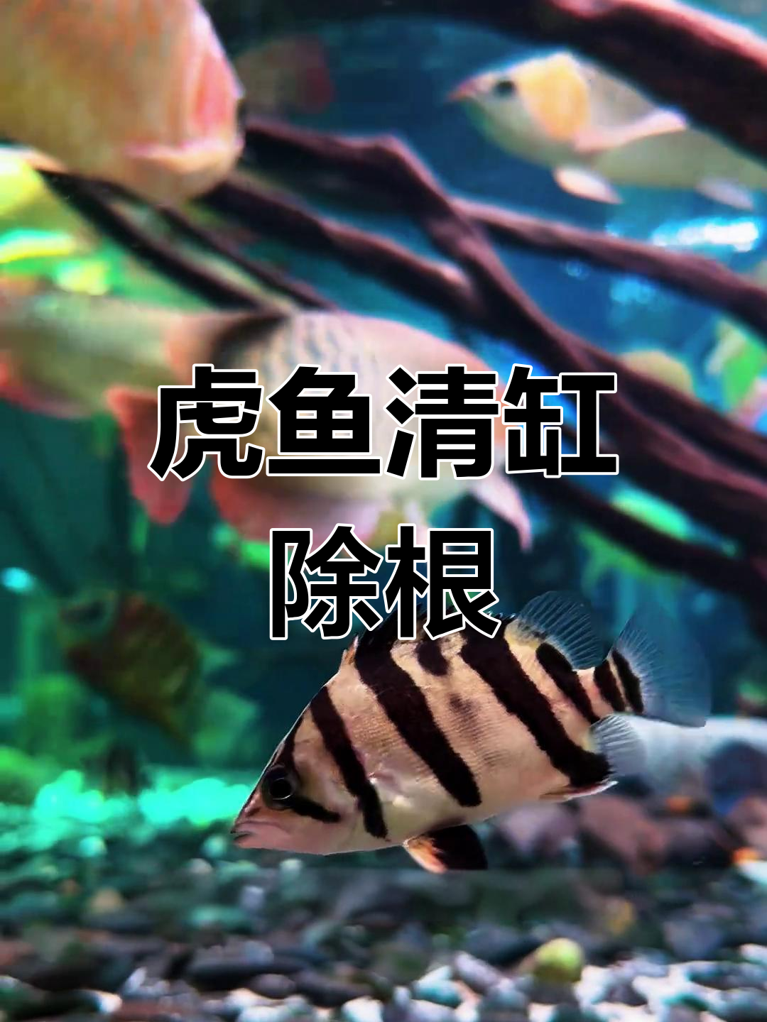 虎鱼强势清理杂鲷,七彩群游不再难