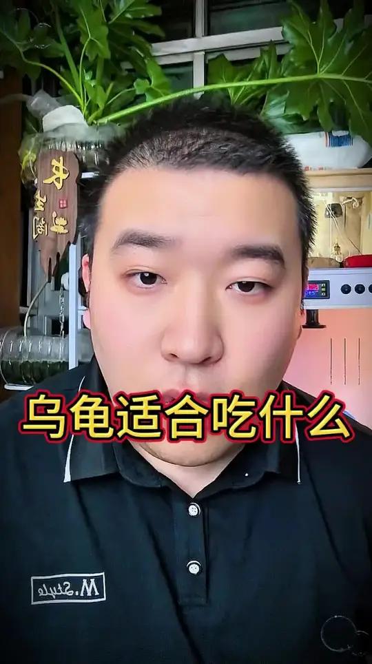 乌龟有哪些食物可以吃的#乌龟喂食 #乌龟吃什么 #养龟日常 #养龟人 #龟粮饲料