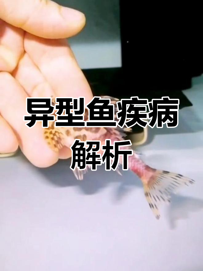 异型鱼生病全纪录,养鱼人必看!