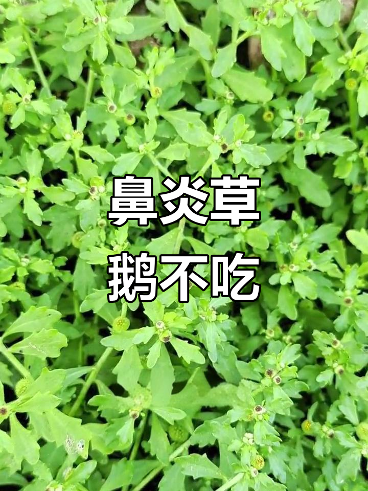 鹅不食草:鼻子最爱的“药”