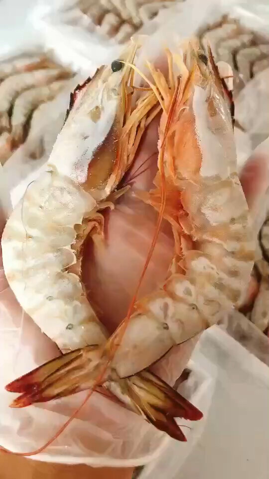 正宗渤海湾野生大对虾