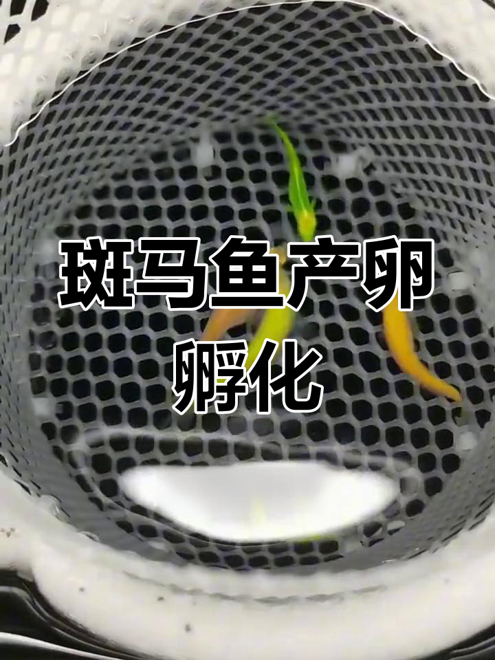 斑马鱼繁殖过程揭秘,期待更多卵产出