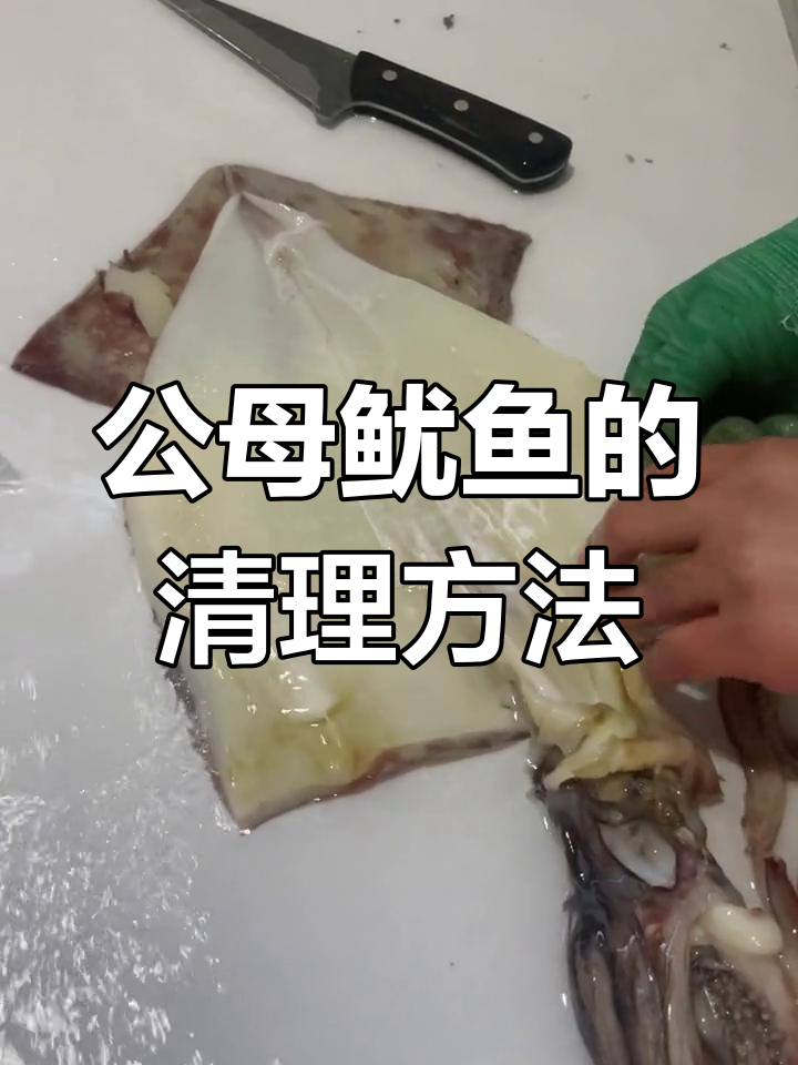 鱿鱼公母辨别与清理技巧,教你轻松去皮