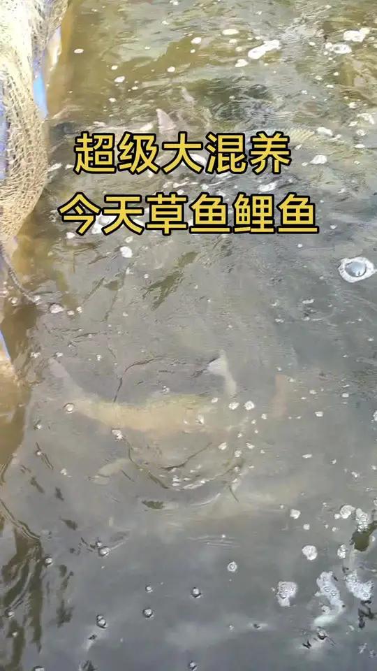 今天草鱼和鲤鱼 个体合适 皮毛也好 爆连的节奏