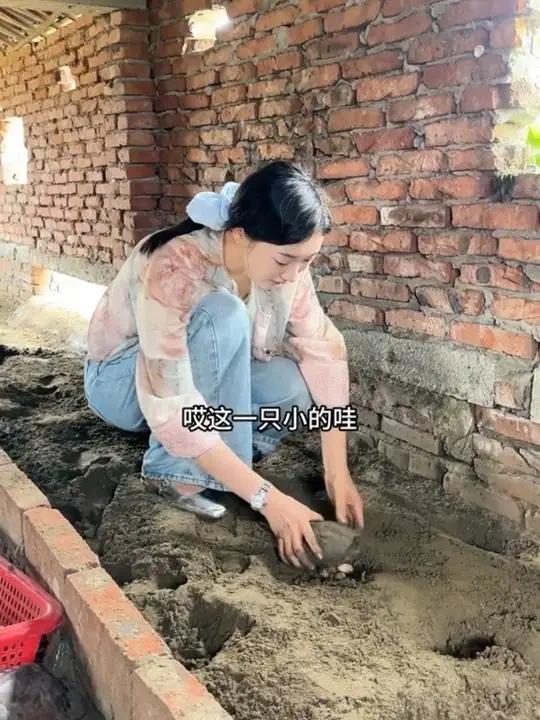 有人见过乌龟下蛋吗
