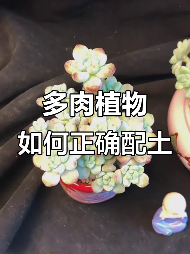 养好多肉,先从配土开始!掌握三种不同比例的土壤搭配技巧