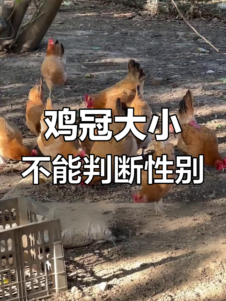 母鸡的鸡冠大不大能证明什么?
