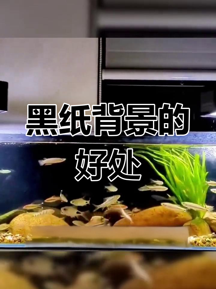 鱼缸背后贴黑纸的四大优势