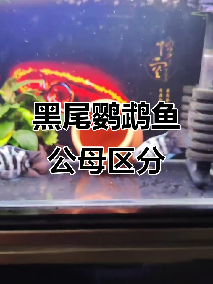 黑尾迷你鹦鹉鱼公母分辨技巧,肚子红斑是关键
