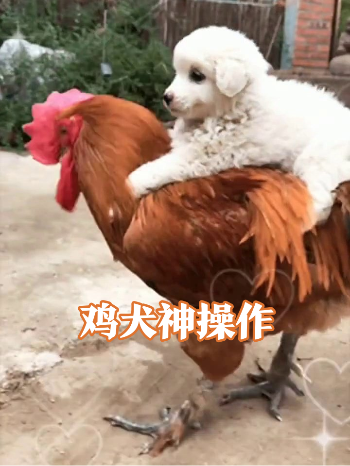 小狗骑大公鸡遛弯，鸡大哥淡定营业太搞笑
