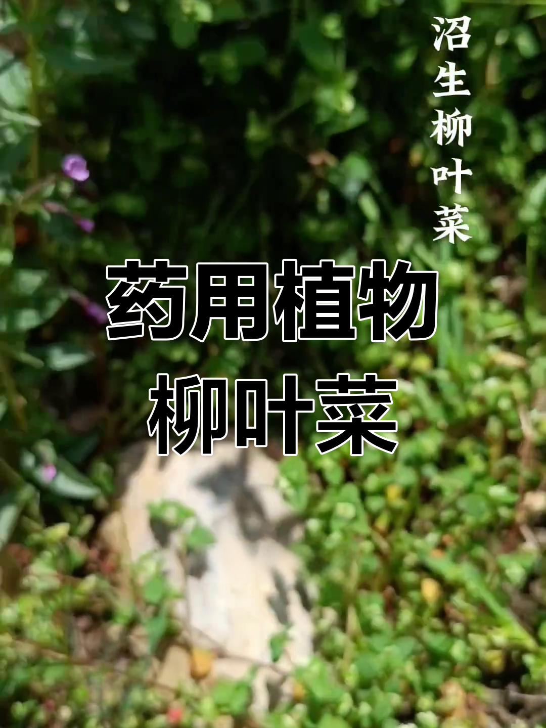 高原沼生柳叶菜的药用价值
