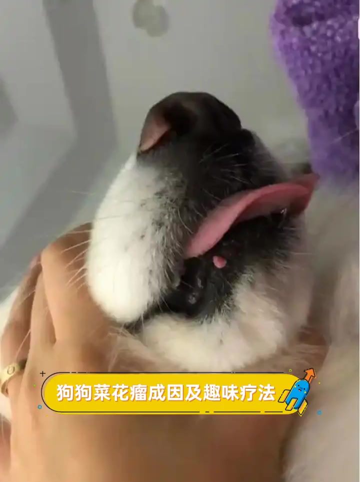 狗狗菜花瘤成因及趣味疗法