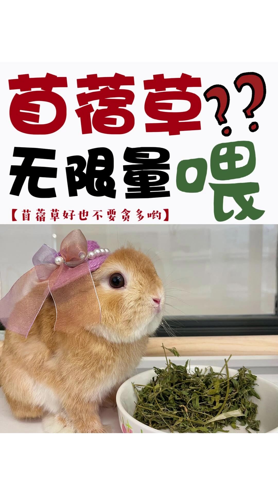 兔兔爱吃的苜蓿草!真的可以一直无限量嘛?