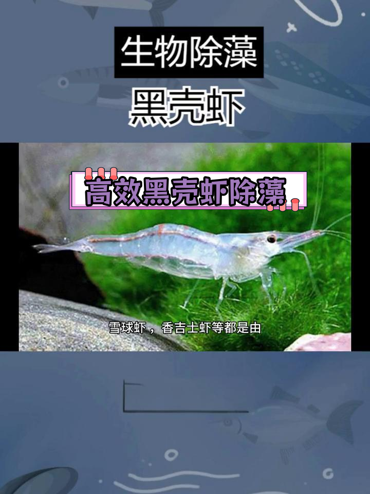 黑壳虾:天然除藻利器