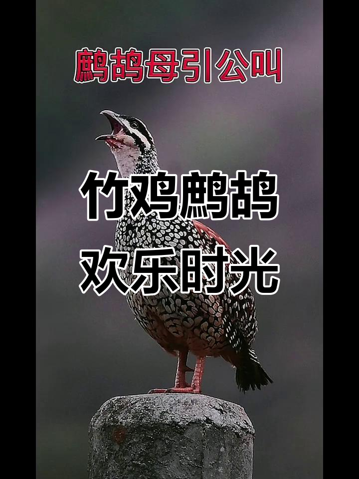 竹鸡与鹧鸪的快乐互动,保护野生动物从点滴做起