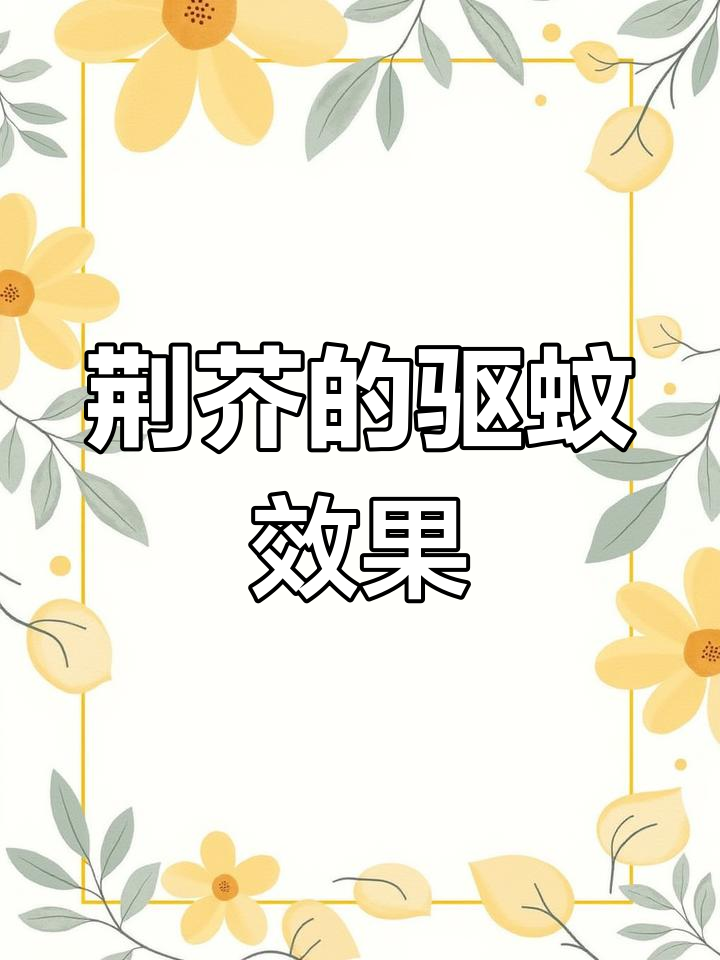 荆芥的药用价值与独特香气