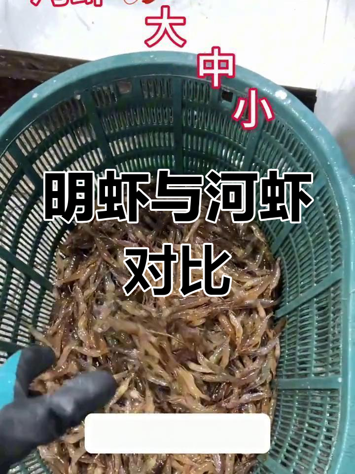 河虾种类大揭秘,明虾肉质更鲜美