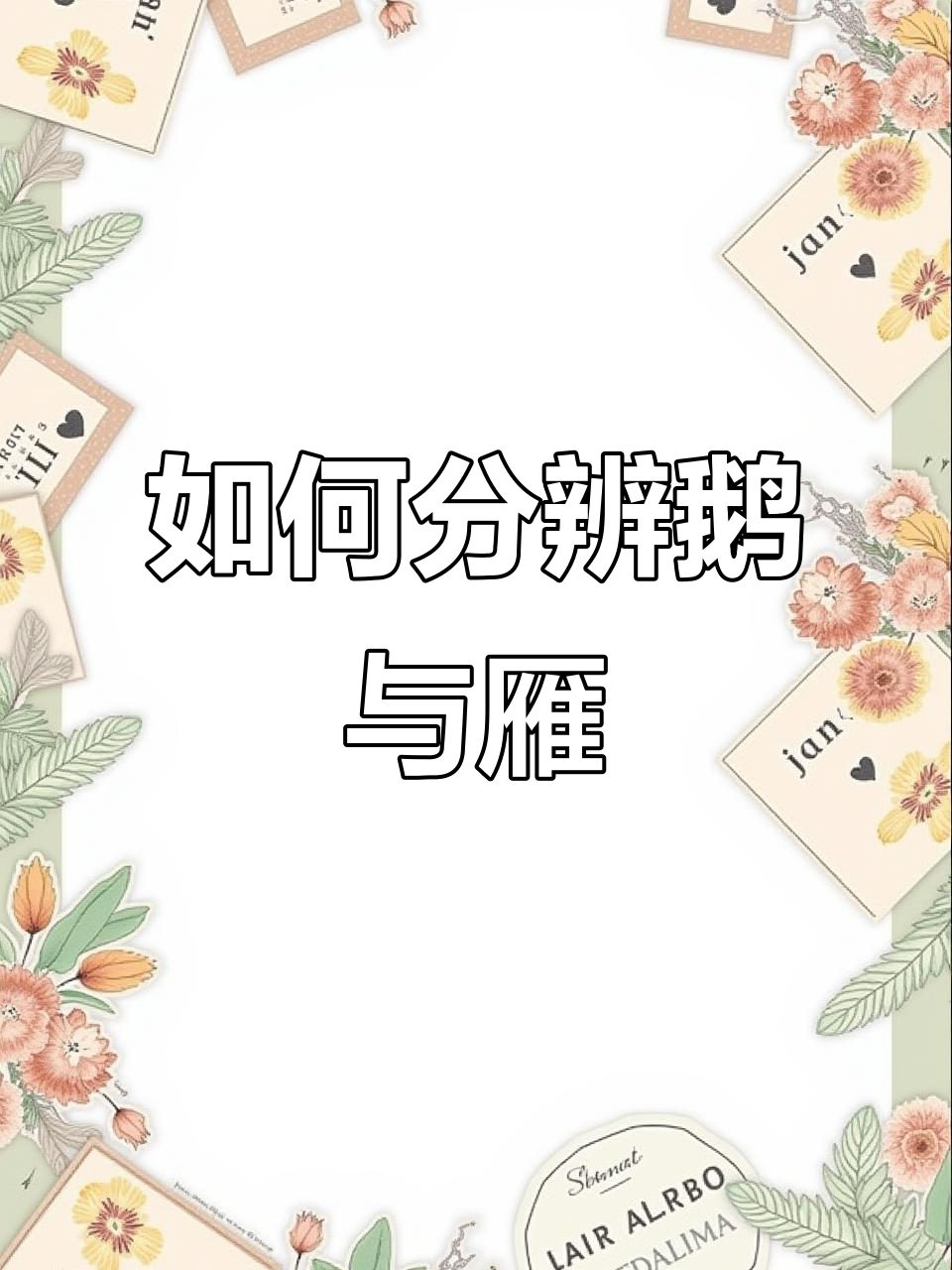鹅和雁怎么区分？看头部和体型就能轻松辨别