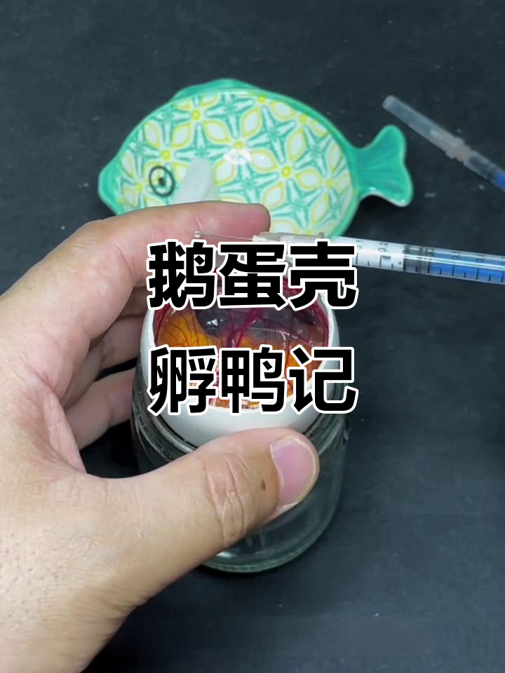 用鹅蛋壳孵化小鸭子,17天见证胚胎发育全过程