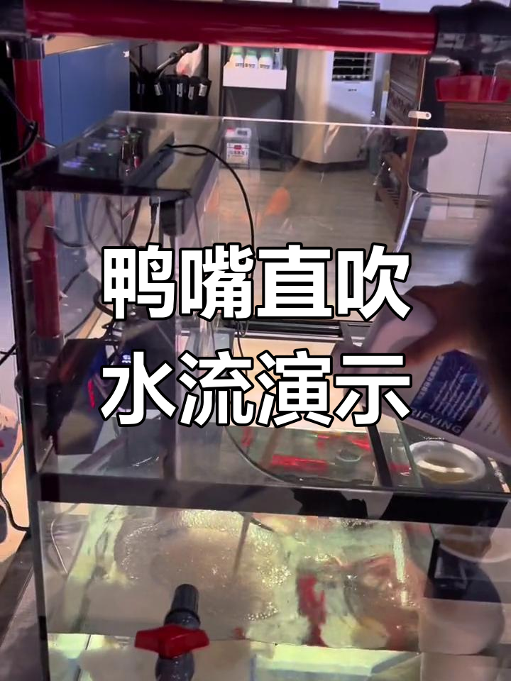 鸭嘴直吹效果大揭秘,鱼缸水流全覆盖无死角