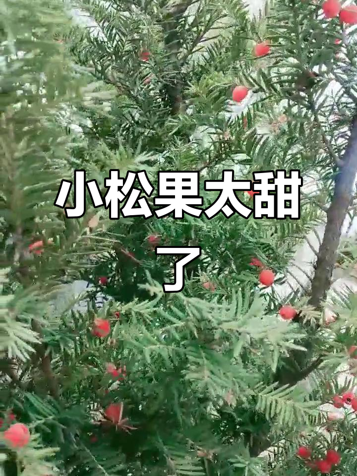 小松树结的红色果子,甜得不敢吃!