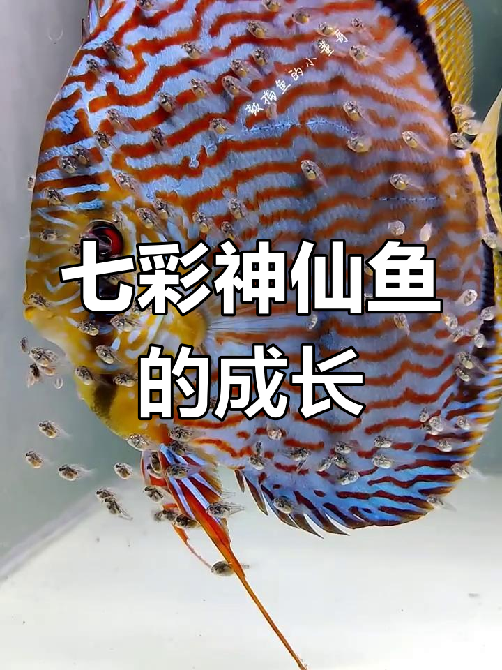 七彩神仙鱼：靠吃奶长大的神奇热带鱼，繁殖过程大揭秘