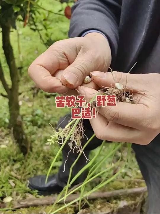 苦藠jiao子是野葱的一种别称,属于百合科葱属植物,也被称为薤白、小根蒜、山蒜,好吃,巴适