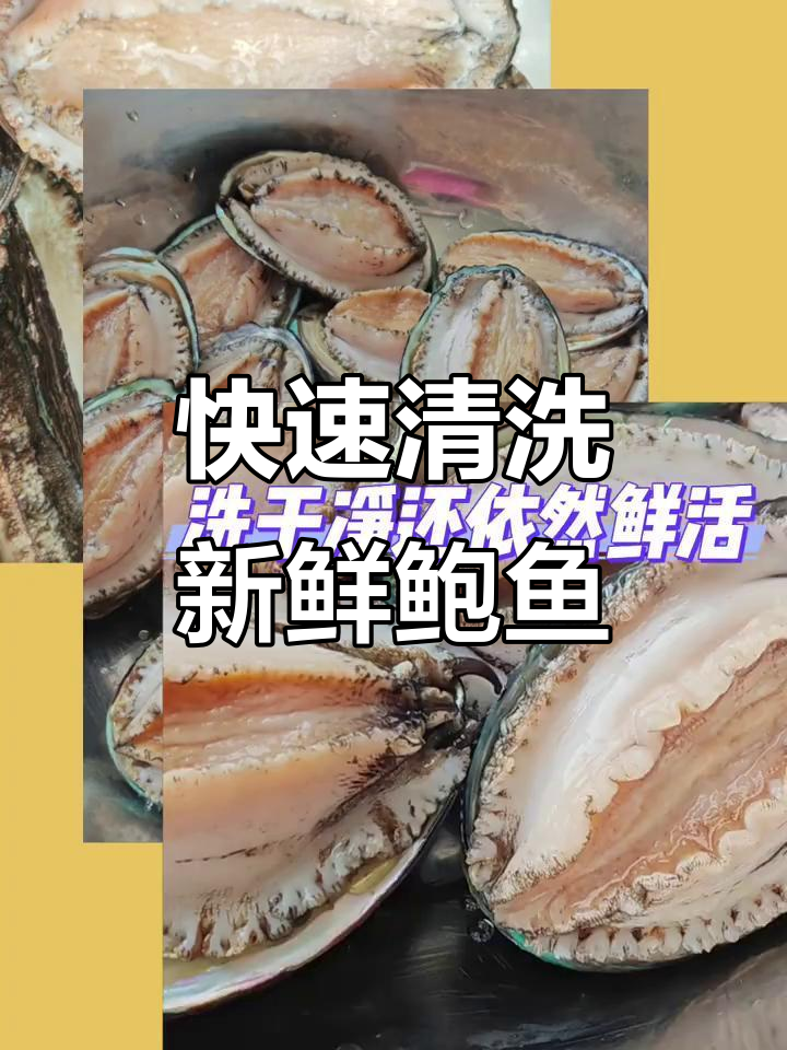 鲜活鲍鱼处理技巧,轻松去壳煮出美味肉质