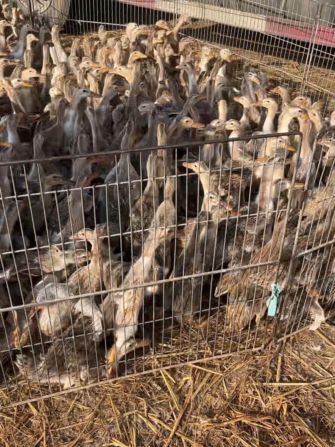 温度渐渐起来了,鸭子就好养了 拖大水库去洗个澡 农村生活 农村创业养殖